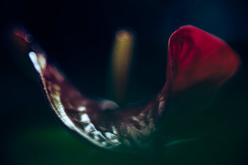 Flamingoblume Christina Lourenco