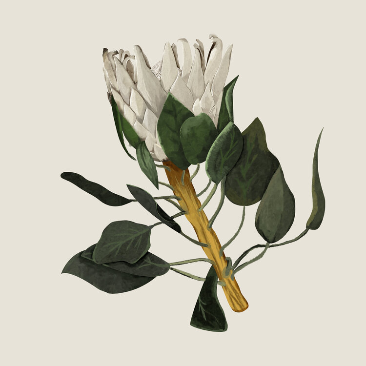 Protea Elisa Roselli