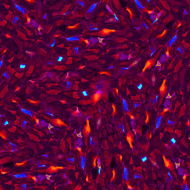 Red Still Means Love Julia Alina Kessel