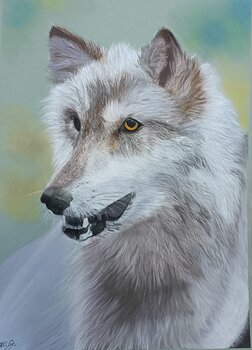 Lupo Melissa Gazzola