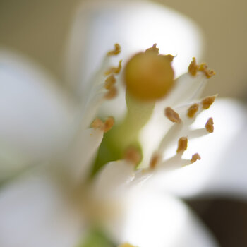 New born Loredana De Sole