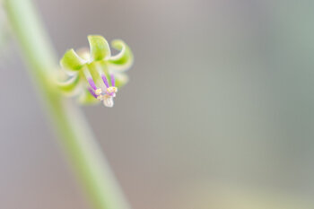 Joker Loredana De Sole