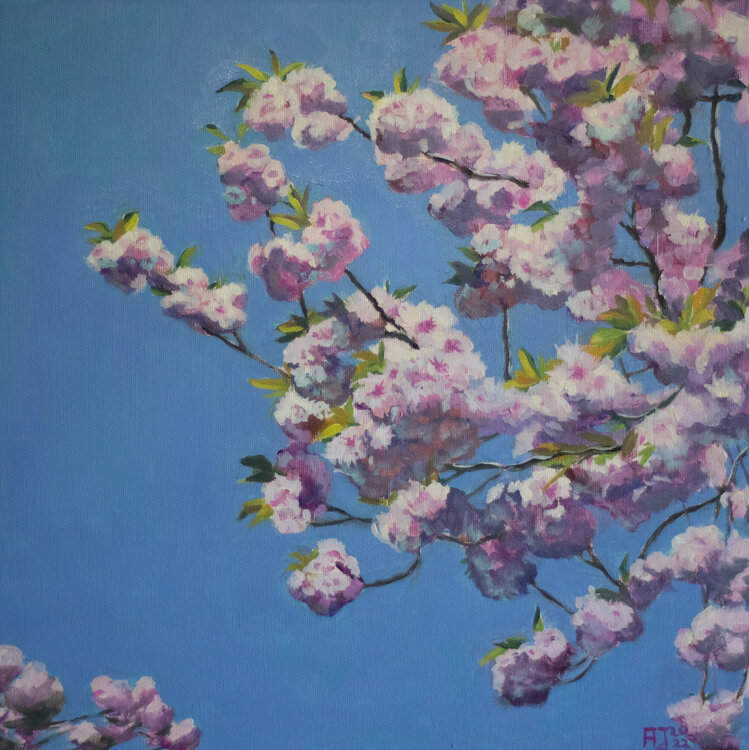 Kirschblüten vor dem Fenster Axel Jung