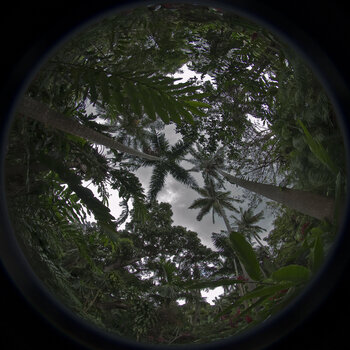 Jardin d'épîces #1 Shank ARTE