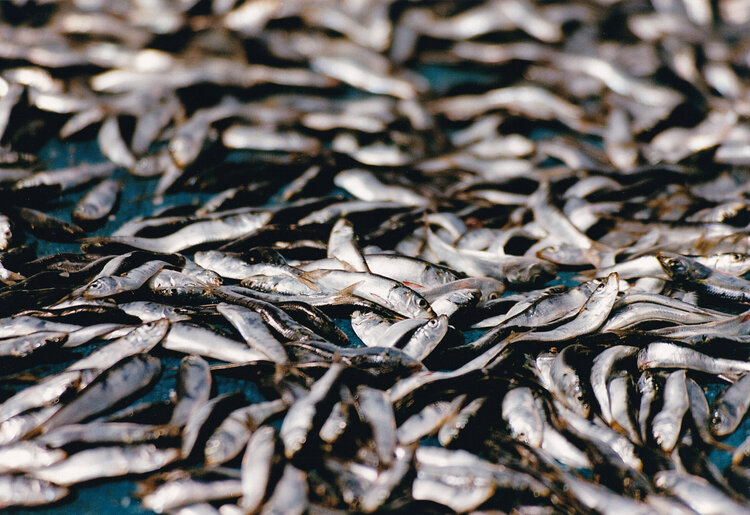 Fish Shank ARTE