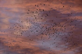 L'éveil - 6 Marianne Mouchet