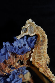 Le cheval de mer Marianne Mouchet