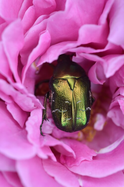 Le hanneton des roses Marianne Mouchet