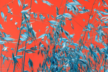 sequenza Vegetale n°9 Dario Nicolini