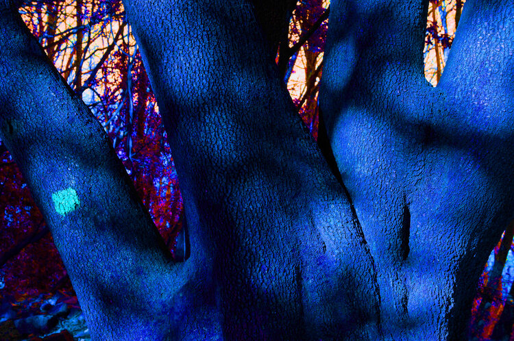 Pachiderma Vegetale n.1 Dario Nicolini