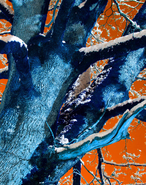 Pachiderma Vegetale n.24 Dario Nicolini
