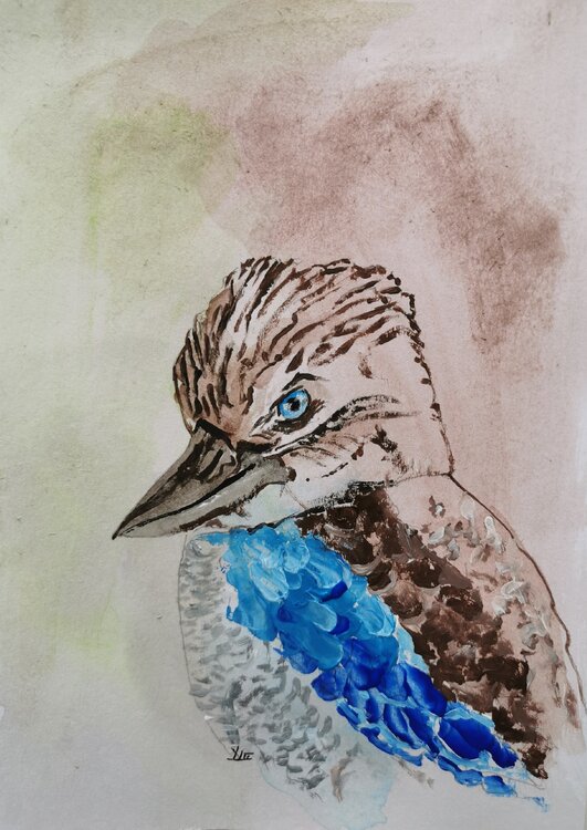 Australian Kookaburra Dieter Becker