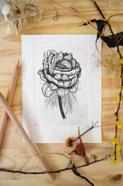 Pivoine Cyril Guffroy