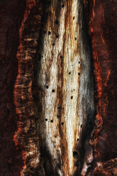 Lifeblood #41 Karim Carella