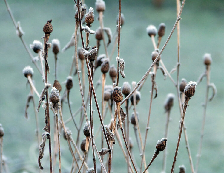 Frozen bud Nele Doensen