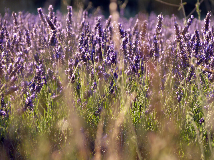 Lavenders Nele Doensen