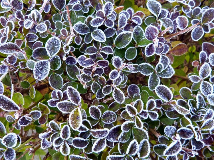 Natural lace Nele Doensen