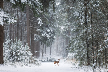 Deer in the Winter Forest Fabrizio Micciche