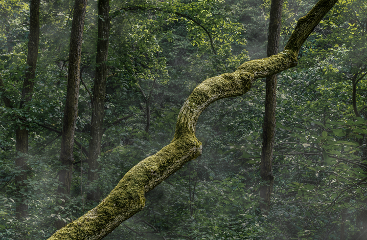 Woodland scene, Karlstejn castle Matthew Garnett