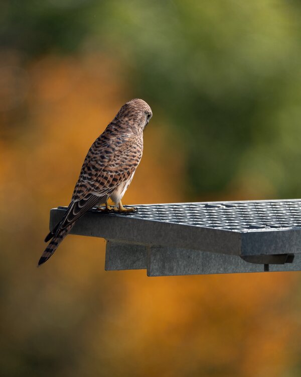 Female kestrel in early morning light: I Matthew Garnett