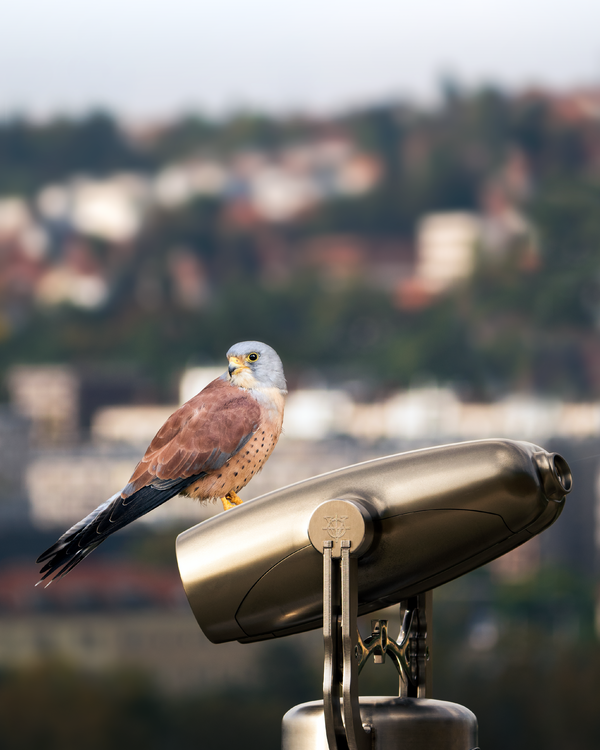 Male kestrel and telescope: I Matthew Garnett