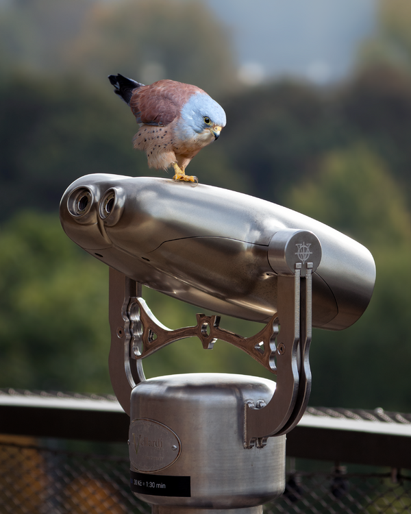 Male kestrel and telescope: II Matthew Garnett