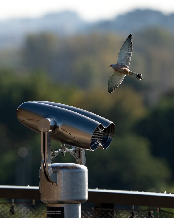 Male kestrel and telescope: III Matthew Garnett