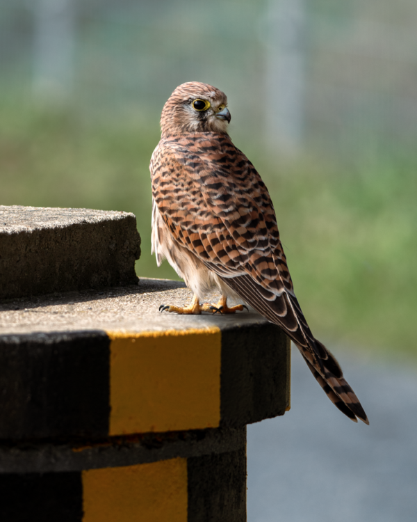 Female kestrel in early morning light: III Matthew Garnett