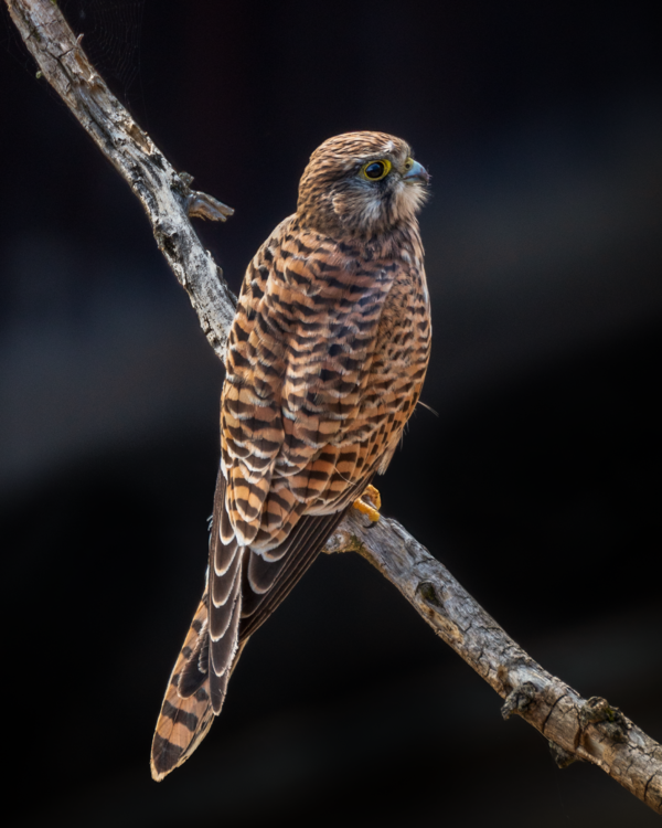 Female kestrel in early morning light: IV Matthew Garnett