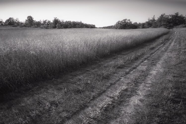 Track and Wheat at Divoká Šárka Matthew Garnett