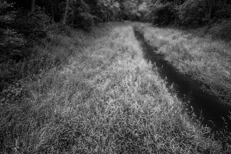Water and Wildgrasses Matthew Garnett