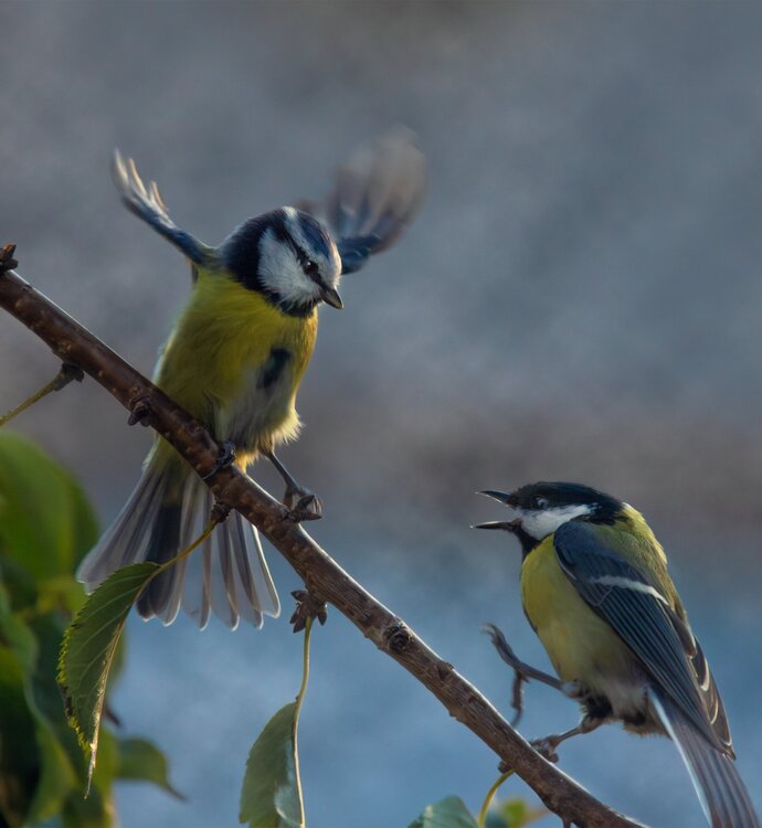 Blue tit and great tit encounter Matthew Garnett