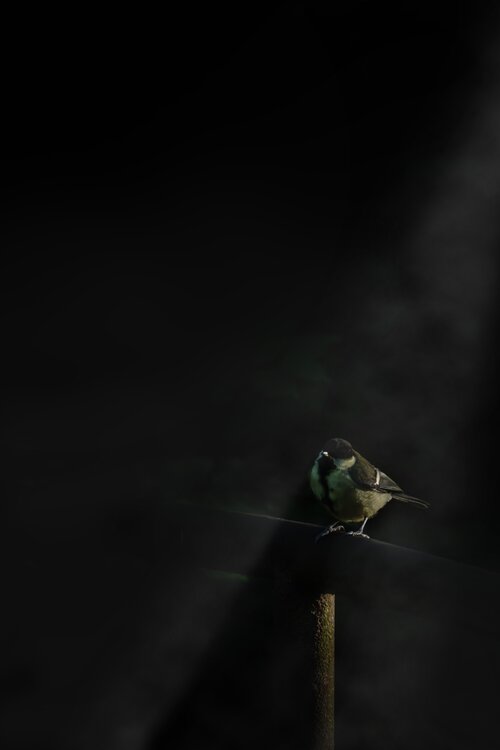 Blue tit with mist Matthew Garnett