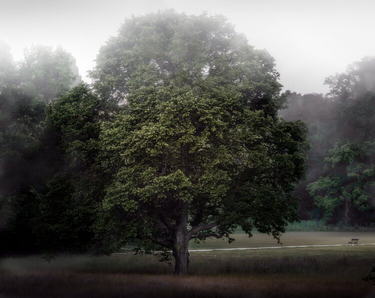 Oak Tree, Stomovka Matthew Garnett