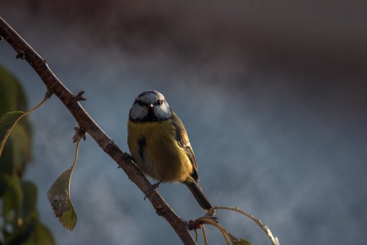 Blue tit, Vltava riverbank Matthew Garnett