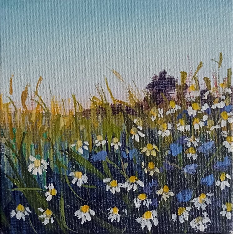 Champs de marguerites Karen Martin