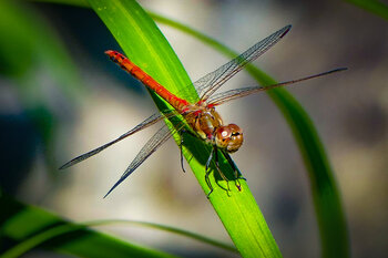 Libellule Karen VARNET