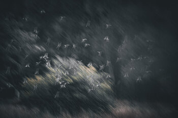 Schwarm Ezra Portent