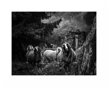 Al Pascolo Eros Bottazzo