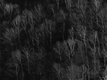 Betulle Eros Bottazzo