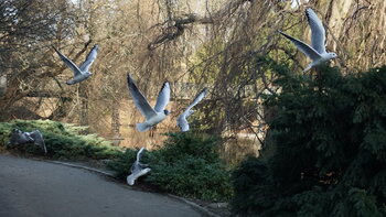 life in copenhagen Lea Clément