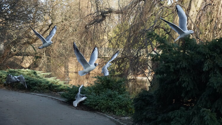 life in copenhagen Lea Clément