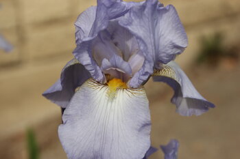 Tirer la langue Alina Bass