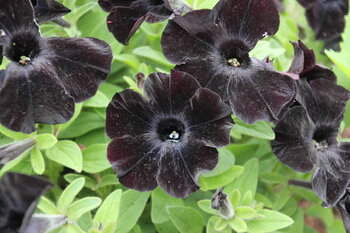 Black Velvet Alina Bass