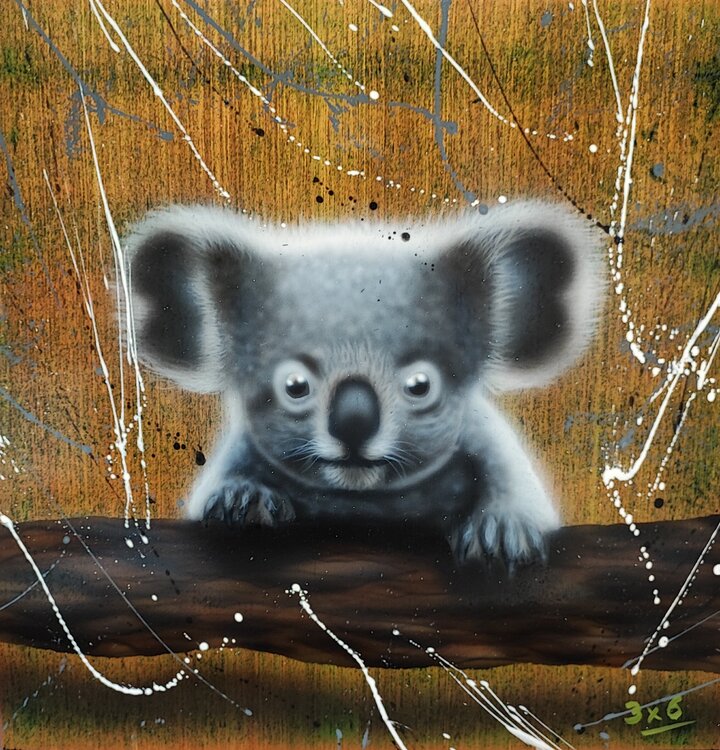 Koala 3X6 Aéro