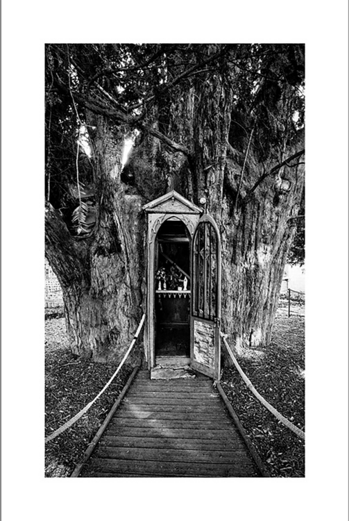 The chapel tree Miguel Duvivier