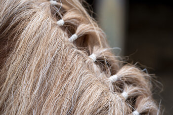 Horse Portrait 1 Bilge Paksoylu