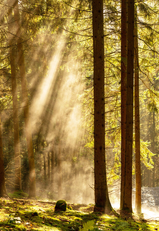 Forest Landscape Photography Bilge Paksoylu