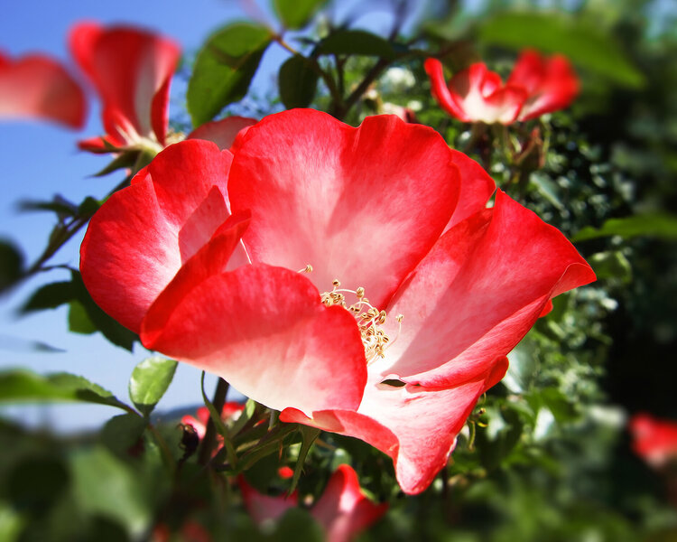 LITTLE ROSE Petra Meyer