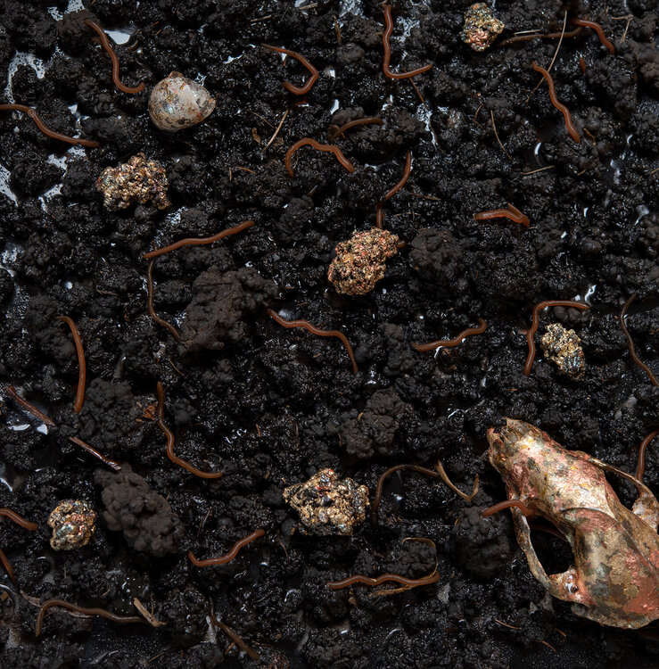 In motions Ala Botnarescu